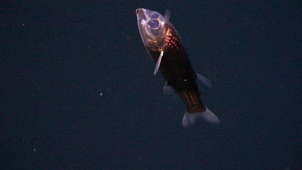 深海の“透明な頭”をもつスプークフィッシュ、野生で初撮影される