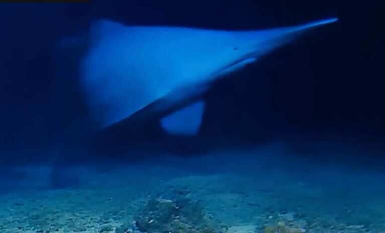 深海の「ミツクリザメ」、自然の海で泳ぐ姿が初めて映像に