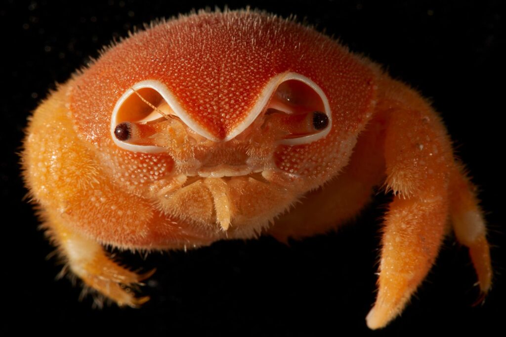 深海で見つかった「帽子をかぶるカニ」、インド洋で未知の生物が約150種