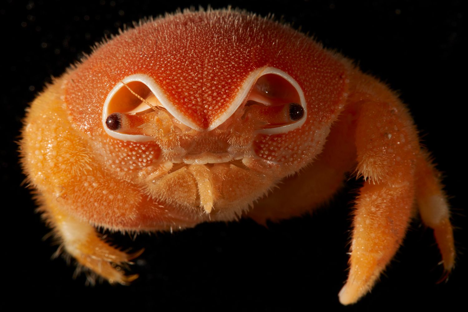 帽子のように海綿を背負う深海のカニ